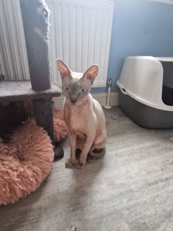 Tica reg sphynx pet girl