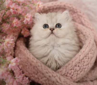 ONLY ONE Stunning Pure Persian Chinchilla Kitten left!