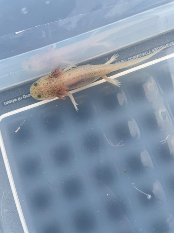 Axolotl