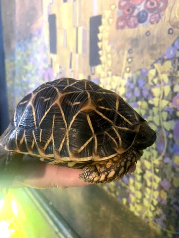 Indian Star Tortoise (Male)