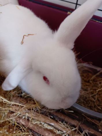 2 sisters needing new home
