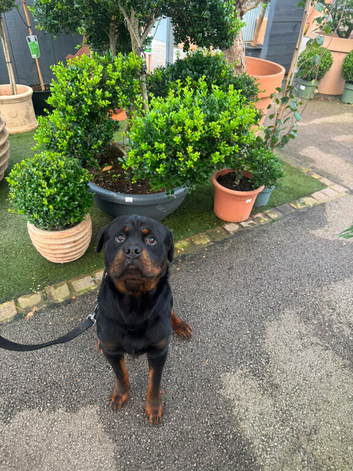 Rottweiler needs new forever home