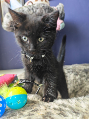 Gorgeous Black & Grey Boys Ready Now!