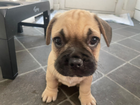 French Bulldog x mini Dashound puppies
