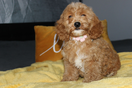 Gorgeous Yankee Doodle Girl