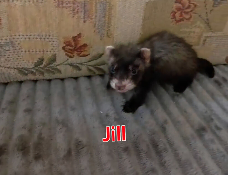 2 Jill kits