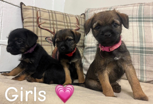 6 KC reg border terrier pups