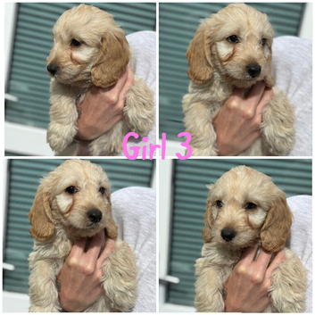 Cockapoo puppies