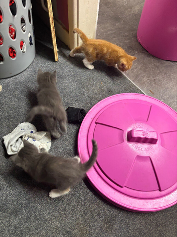 Kittens