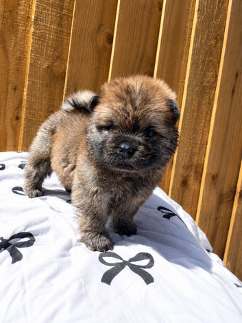 6 Chow Chow Puppies kc registered