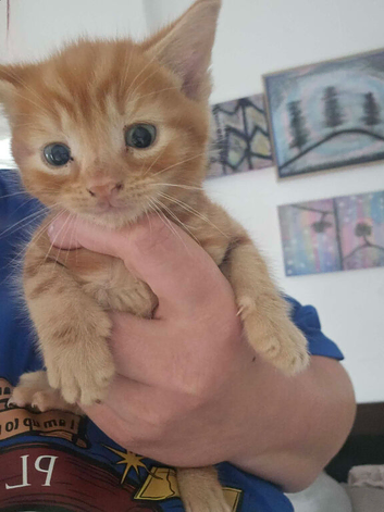 Ginger male kitten