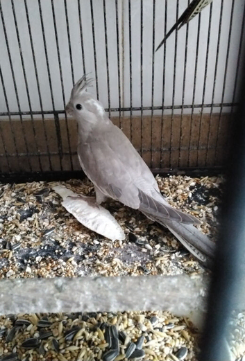 Female Cockatiel