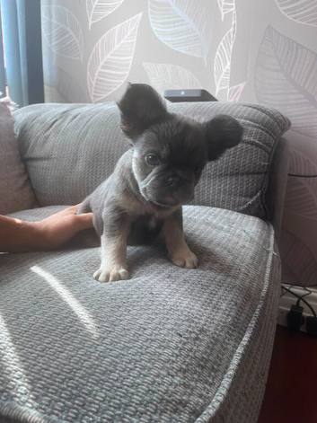 Puppies