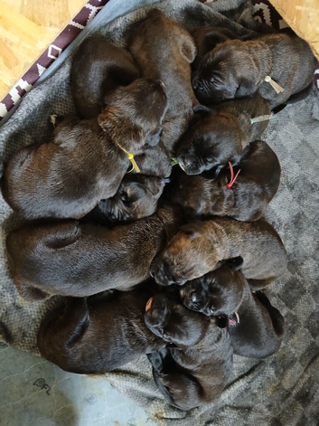 Stunning Cane Corso Pups