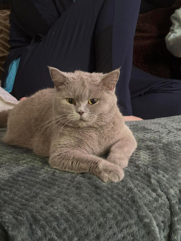 British shorthair kittens long hair