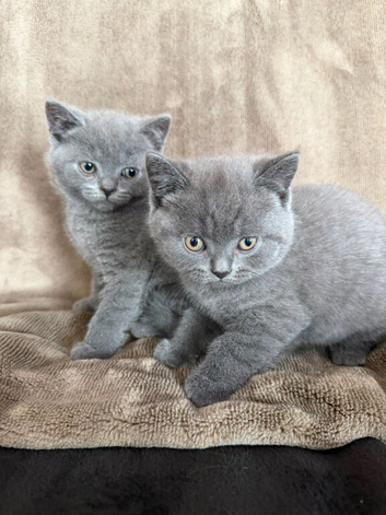 British Shorthair kittens 8 weeks old