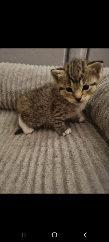 Oriental x bengal