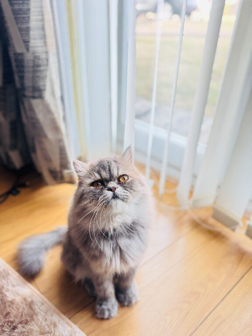 Beautiful exotic Persian longhair cat looking for new home