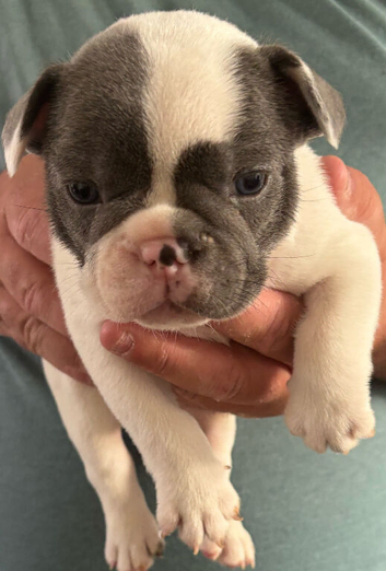 REDUCED &pound;750 LAST 2 French Bulldog pups
