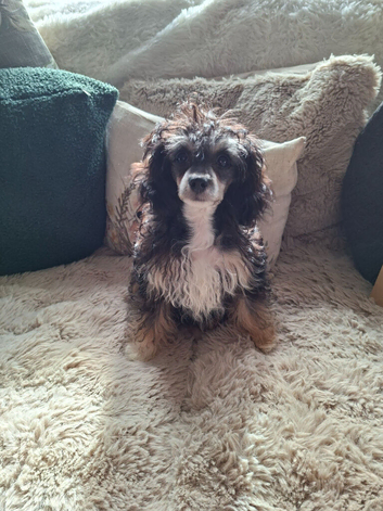Papillon x Toy poodle puppy