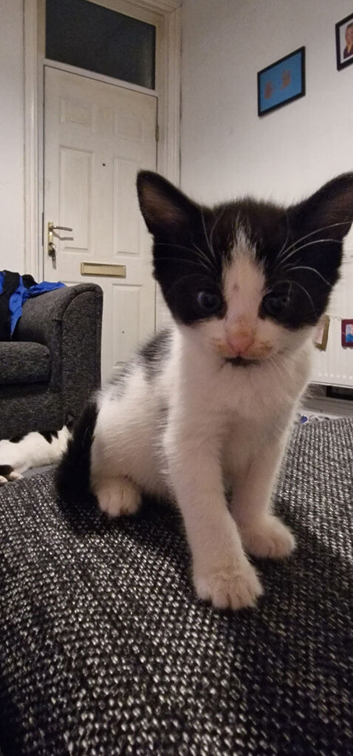 8-Week-Old Kittens Ready Now (Derby)
