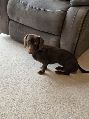 Rehome our beautiful girl