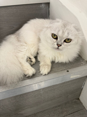 Title Adorable Scottish fold/ Scottish straight Pure Breed