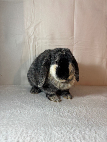 English Lop Doe