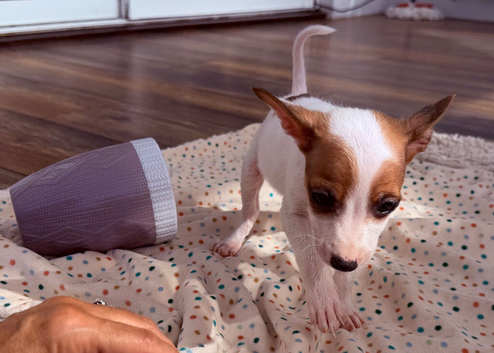 Handsome boy Jack Russel puppy Dash