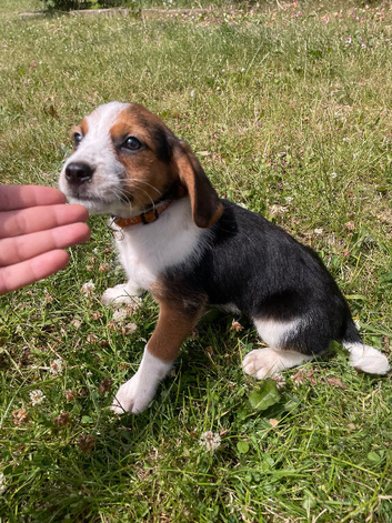 Beagle pup