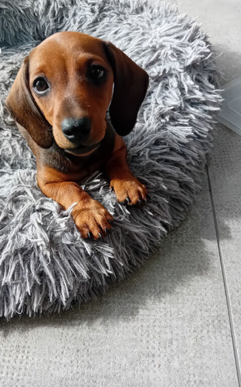 Miniature female red dachshund kennel club registered