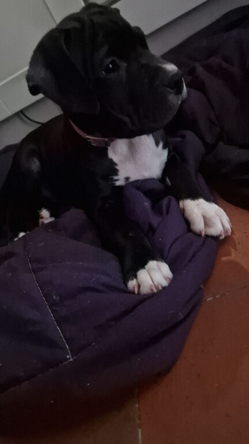 Cane corso cross female