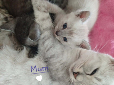 Bengal Cross Ragdoll Kittens