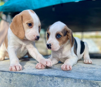 Beagle x Labradors