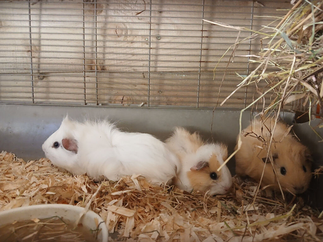 3 male baby guinea pigs