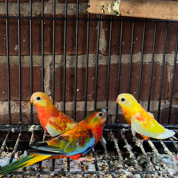 Baby red rumpd parrot for sale