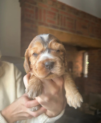 Beautiful Stunning Show Type Cocker Spaniel Puppies