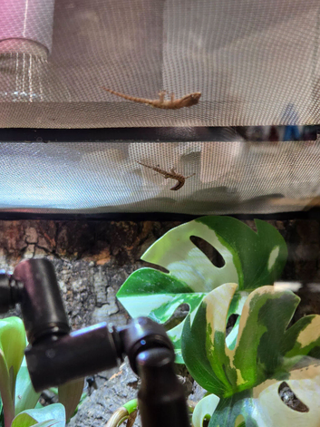 Baby mourning geckos