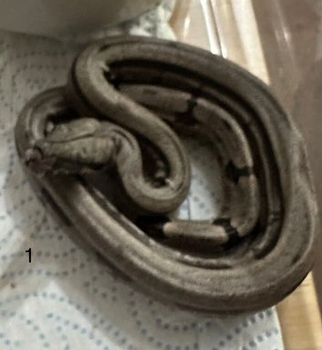 Boa Constrictor Amarali (short tailed Boas)