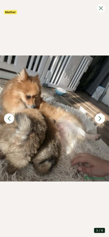 Adorable Pomeranian puppies &ndash; 3 girls &ndash; ready for their new homes.