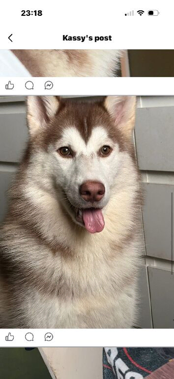 Husky for sale
