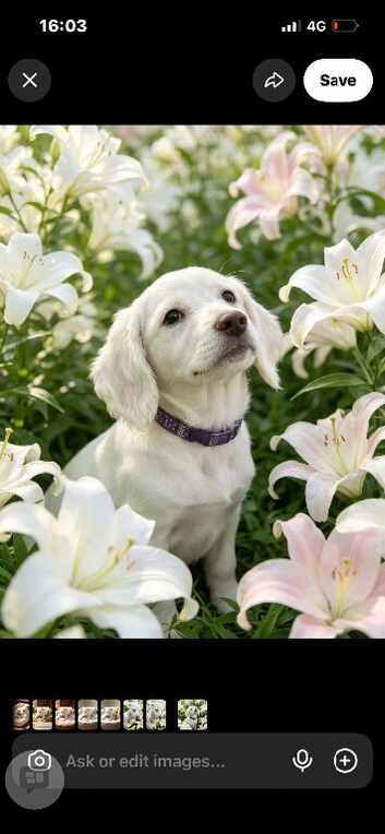 Cocker spaniel