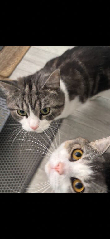 Bonded brothers looking for forever home.