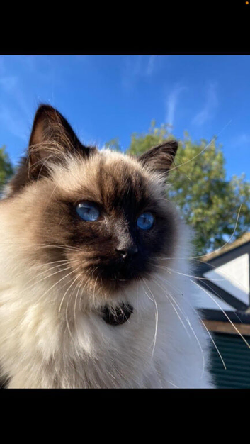 Half ragdoll