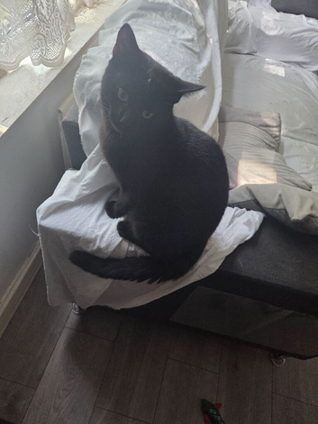 Kitten