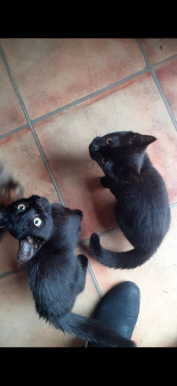 Kittens for sale!