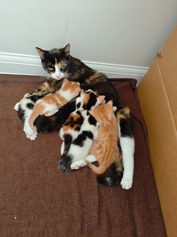 kittens