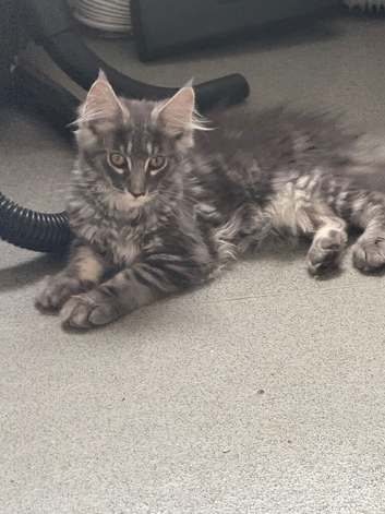 TICA registered Maine Coon kittens