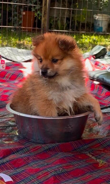 Beautiful German spitz