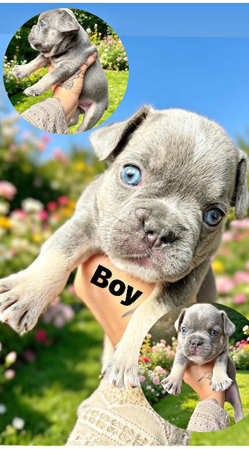 Beautiful French bulldog puppies carrying fluffy and dilute